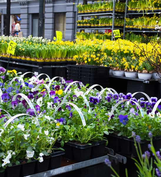 indoor plant hire sydney