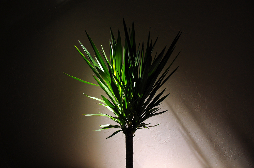 indoor plants for low light in darkness