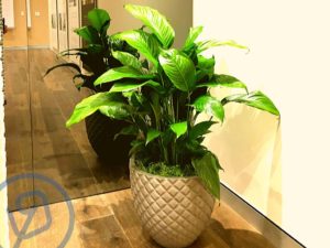 Indoor Plant Hire Floor Pot Spath