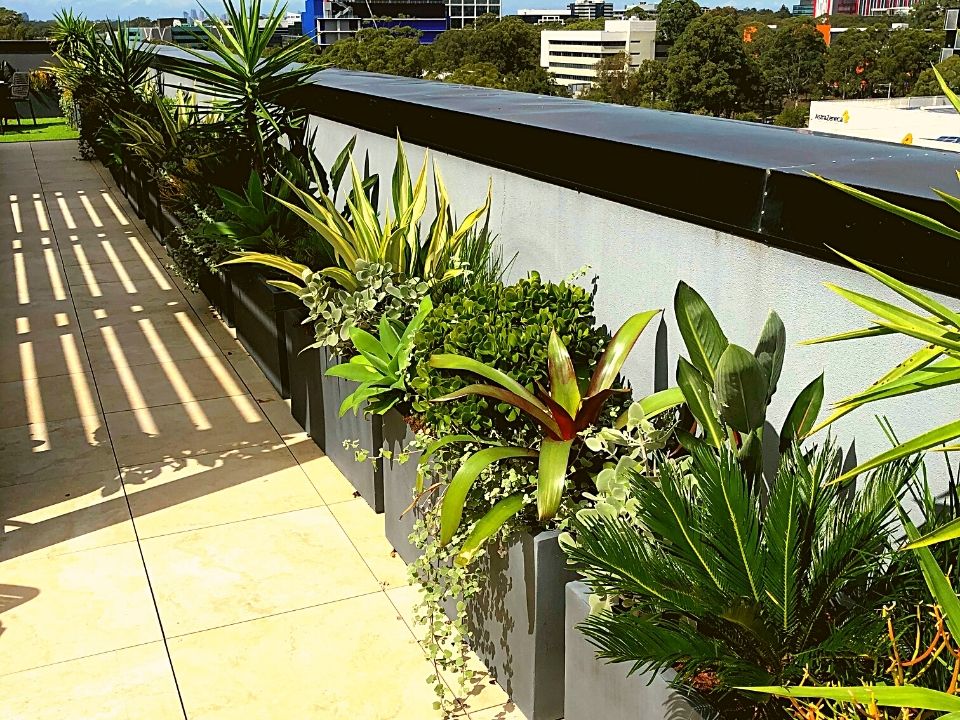 Rooftop Garden Indoor Plant Hire Trough