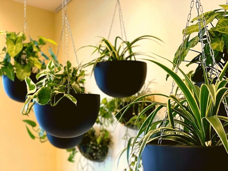 Indoor Plant Hire Hanging Pots Garden