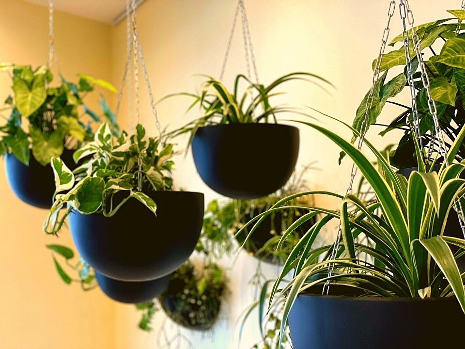 Indoor Plant Hire Hanging Pots Garden