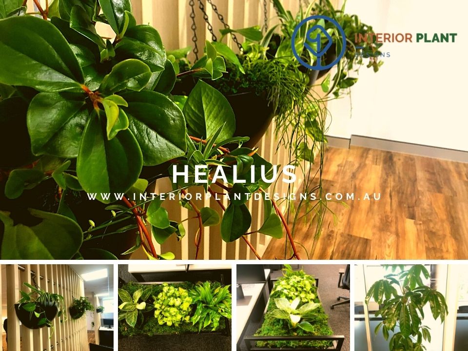 Healius Interior Plant Designs