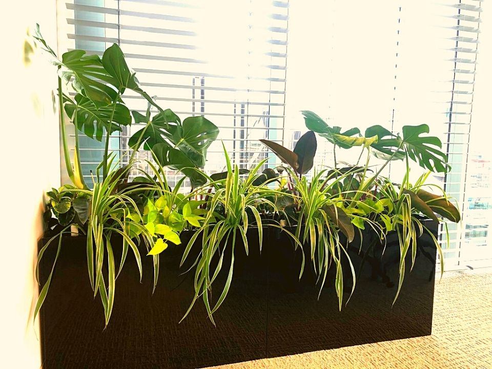 Indoor Plant Hire Planter box