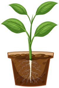 Plant and Pot direct planted with a root system